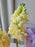 Graduation Bloom Money Arrangement