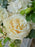 Classic Ivory Bloom