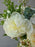 Classic Ivory Bloom