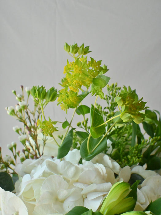 Classic Ivory Bloom