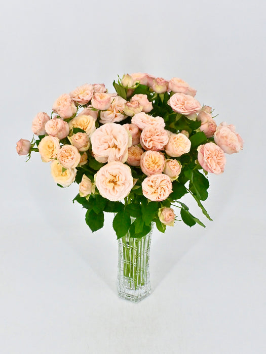 Apricot Gentle