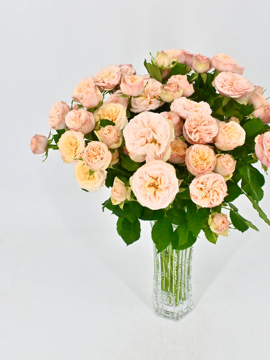 Apricot Gentle