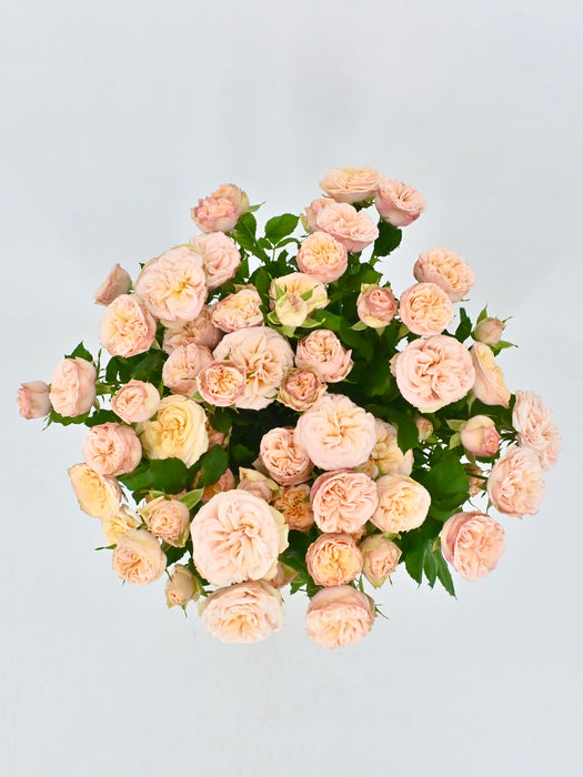 Apricot Gentle