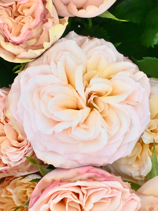 Apricot Gentle