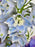 Tiffy Garden