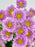 Baby Pink Money Garden