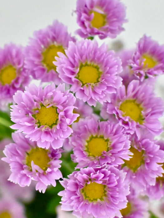 Baby Pink Money Garden