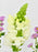Baby Pink Money Garden
