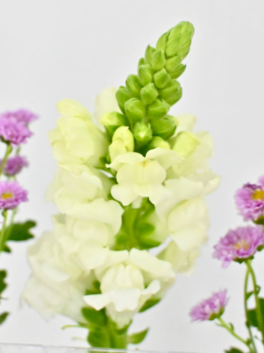 Baby Pink Money Garden
