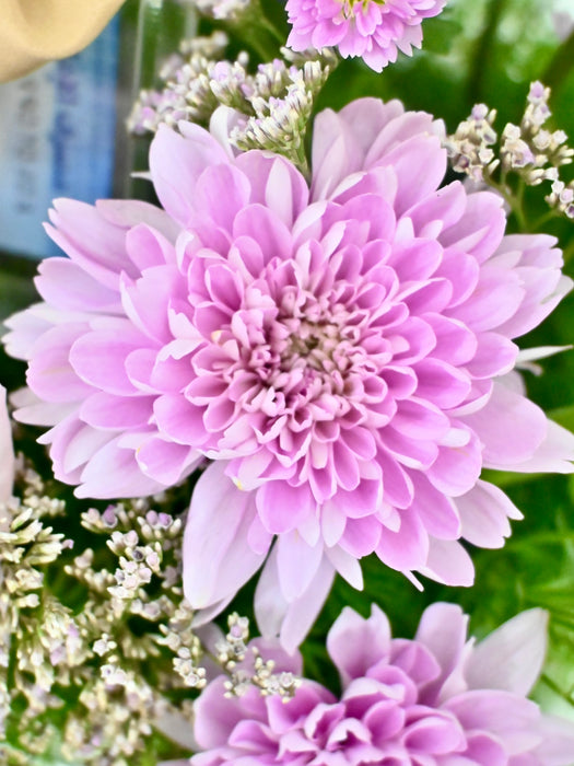 Baby Pink Money Garden