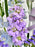 Lilac Grad