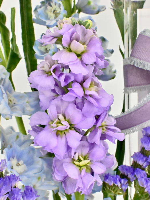 Lilac Grad