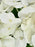 Glaze Money Garden