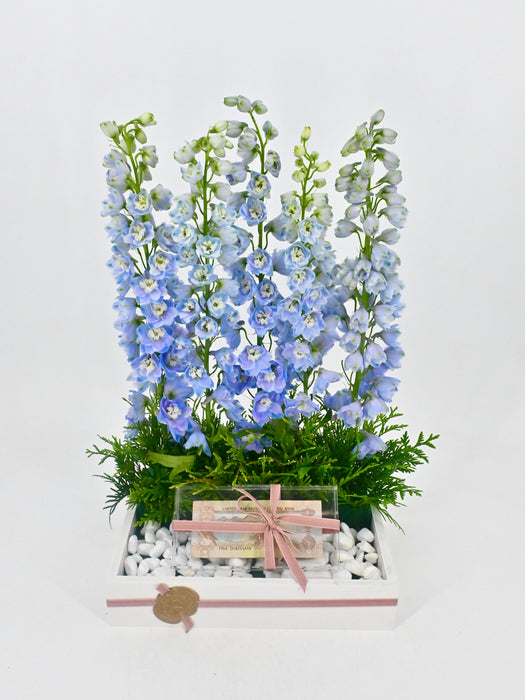 Delphy Blue