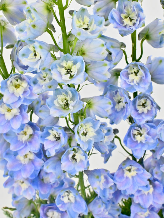 Delphy Blue