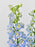 Delphy Blue