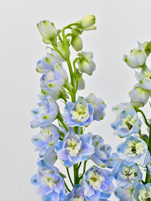 Delphy Blue