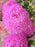 Magical Blooms