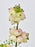 Symphoricarpos Mandy