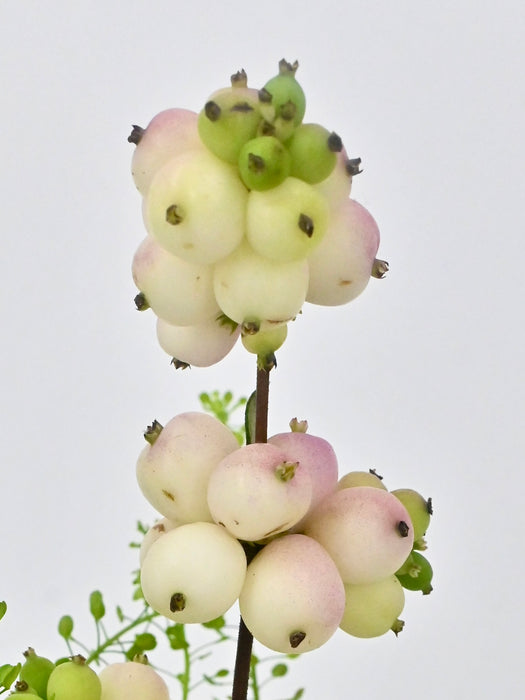 Symphoricarpos Mandy