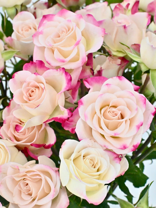 Reflex Beauty