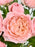 J Bloom