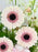 Pink Blooms