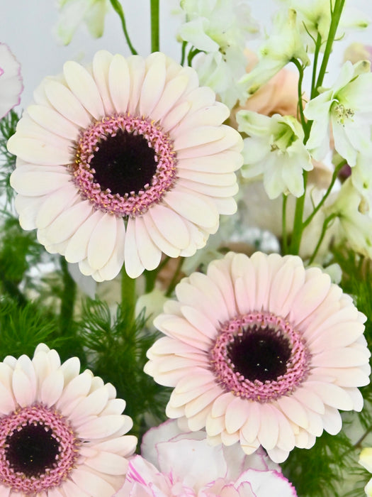 Pink Blooms