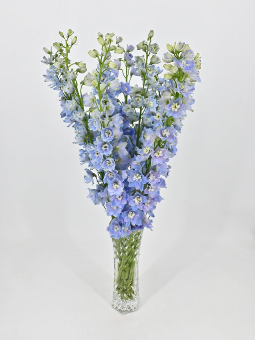 Delphinium Bloom