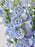 Delphinium Bloom