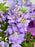 Purple Magic
