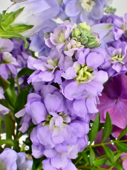Purple Magic