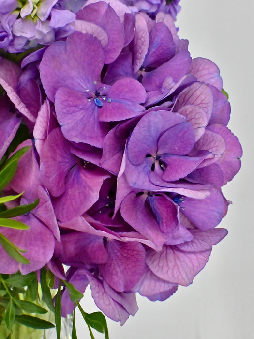Purple Magic