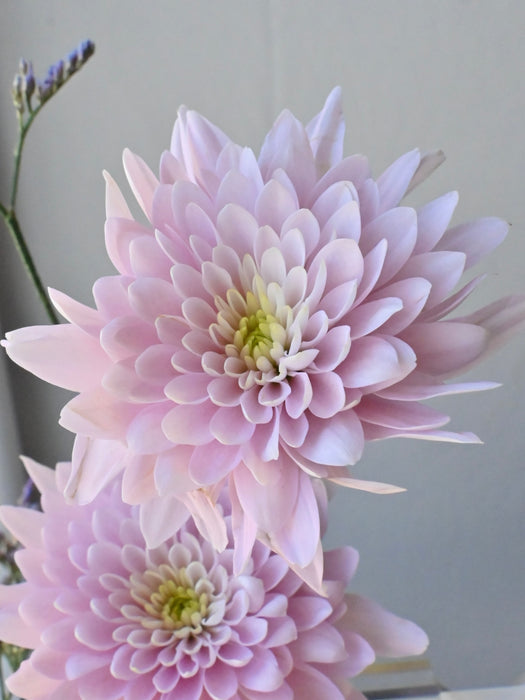 Pastel Bloom Harmony
