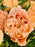Apricot Lace