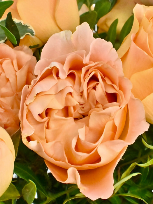 Apricot Lace