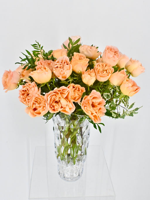 Apricot Lace
