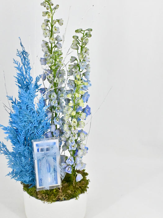Delphy Blue Money Garden