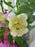 Sunshine Smile Bouquet
