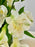 Elegance Symphony