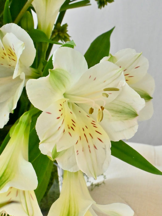 Elegance Symphony