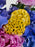 Travel Bloom