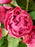 Velvet Petal Symphony