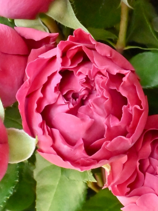Velvet Petal Symphony