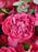 Velvet Petal Symphony