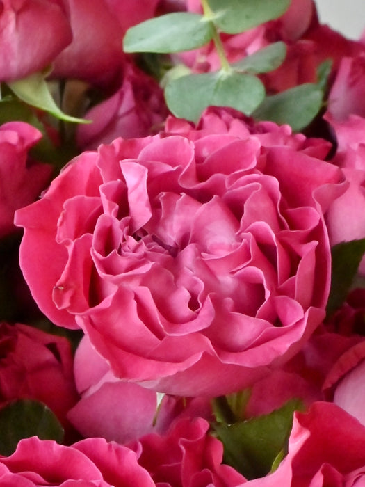 Velvet Petal Symphony