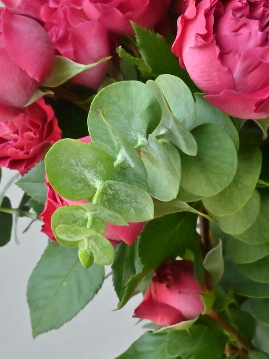 Velvet Petal Symphony