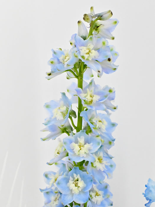 Blue George