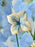 Whispering Blue Garden