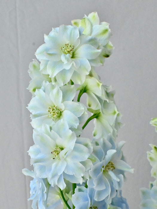 Whispering Blue Garden